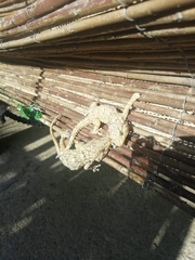 Tarentola mauritanica