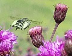 Melissodes denticulatus
