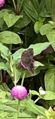 Pyrginae