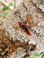 Platydracus vittatus