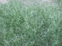 Bouteloua aristidoides