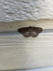 Neoalcis californiaria