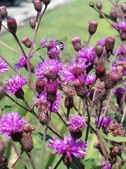 Melissodes denticulatus