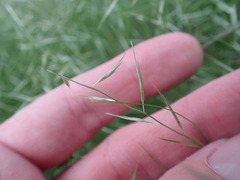 Bouteloua aristidoides