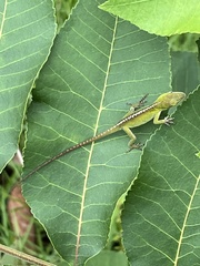 Anolis carolinensis