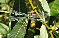 Erythemis collocata