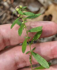 Crocanthemum canadense