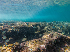 Diplodus sargus