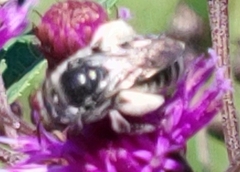 Melissodes denticulatus