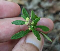 Crocanthemum canadense