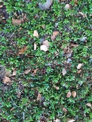 Arctostaphylos uva-ursi