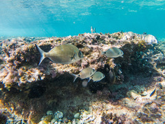 Diplodus sargus