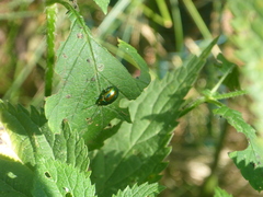 Chrysolina fastuosa