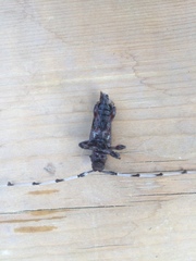 Acanthocinus princeps