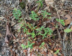 Crocanthemum canadense