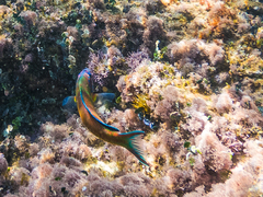 Thalassoma pavo