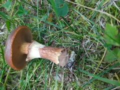 Suillus clintonianus