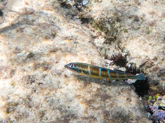 Thalassoma pavo