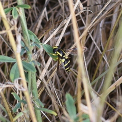 Xanthogramma pedissequum