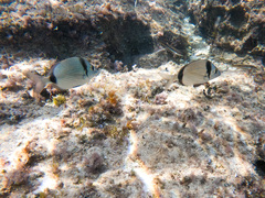 Diplodus sargus