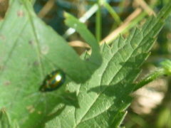 Chrysolina fastuosa