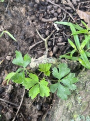 Sanicula canadensis