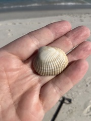 Lunarca ovalis