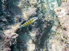 Thalassoma pavo