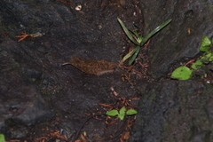 Myriapoda