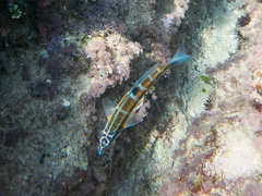 Thalassoma pavo