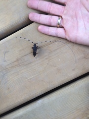 Acanthocinus princeps