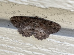 Neoalcis californiaria