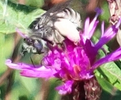 Melissodes denticulatus