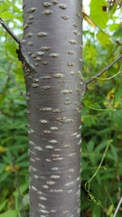 Prunus pensylvanica