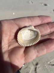 Lunarca ovalis