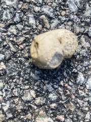 Lycoperdon pratense