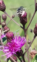 Melissodes denticulatus