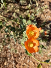 Sphaeralcea parvifolia