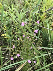Agalinis tenuifolia