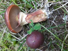 Suillus clintonianus