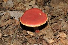 Hortiboletus rubellus