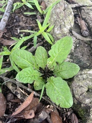 Youngia japonica