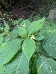 Impatiens parviflora
