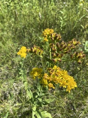 Solidago rigida
