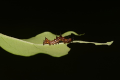 Harrisimemna trisignata