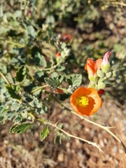 Sphaeralcea parvifolia