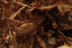 Trochosa