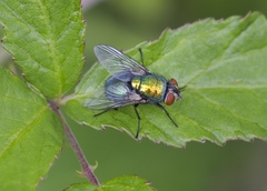 Lucilia sericata