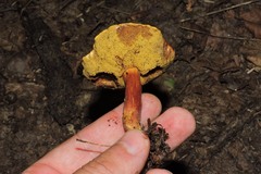 Hortiboletus rubellus