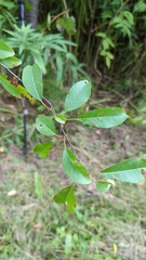 Prunus pensylvanica